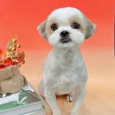 댕댕뷰티 이미지