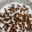 콩시루 티스토리