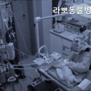 라뽀동물병원