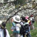 양평 가루매 마을의 배꽃축제 이미지