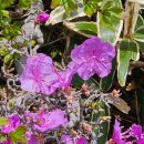 주식회사 그래고내바다 | [제주] 한라산 윗세오름 철쭉 개화｜진달래와 철쭉 구분법, 영실탐방로 후기