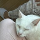 (주)한동 | 한동대로스쿨/한동대학교 국제법률대학원(Handong International Law School) 준비과정 및 합격수기 #3...