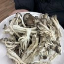 기흥농장 | 기흥 무한버섯 칼국수집 [청년농부버섯농장] 진짜 맛있는 칼국수집 완전 강추 진짜 맛있어요 버섯무한...