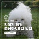 24시 서초바른동물병원 | 반포동물병원 강아지 암컷 중성화와 유치 발치 [서초바른동물병원]