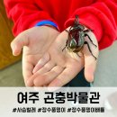 경기도 아이랑 실내 여주곤충박물관 사슴벌레 장수풍뎅이 곤충체험 후기