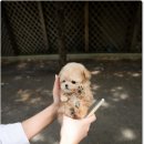 경기켄넬 이미지