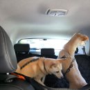 조은애견 | 가평 주말 | 1박 2일 애견 동반 여행_금강산 숯불 닭갈비, 조은마트, 착한양갈비, 그하루 애견펜션(옐로우)