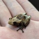 황금개구리 | 요즘 핫한 반려개구리?! 새똥개구리가 뉴런에 입성하였습니당!