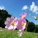 코스모스 이미지