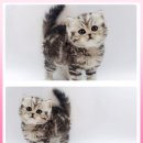 고양이 분양 제나캣 울산점 이미지