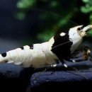 킹콩아쿠아 이미지