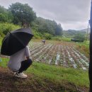 [24.9.20. 선생님 오시는 날]비님 오셔 우리는 쉬었지만 선생님은 논과 밭을 돌보다 이미지