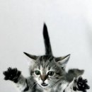 날으는고양이 이미지