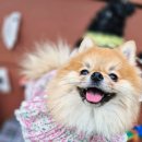 러블리독 | 룰루독 앰버서더 복이💛 와요🤍의 일곱 번째 룩북- 클라라 프릴 원피스 착용후기🌷