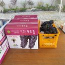 버드니마을 이미지