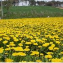 민들레의 집 이미지