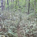 육십령 | 백두대간 중재~육십령 후기...2024년6월7일