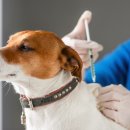 티어하임 동물병원 이미지