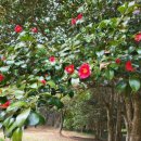 강진군 환경정화센터 | 동백꽃 필무렵 떠나는 남도여행,실패없는 필수 코스 국내여행지 고흥 강진 장흥 [부산출발 경희여행사]
