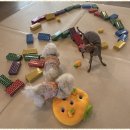 엔젤라독 이미지