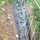 대련농장 이미지