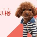 펫스타일 이미지
