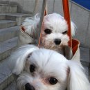 예삐