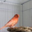 카나리아 이미지