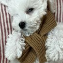 개와당신 이미지