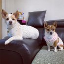 더크래프츠