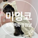 강남애견백화점 이미지