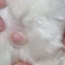 캣터링 | [피터페터] 캣터링 프리미엄 고양이 유전자 검사 후기 (내돈내산)