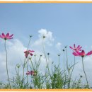 들꽃 Daum카페