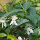 메이폴하우스 이미지