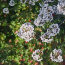 군산 시크릿공원, 월명공원 벚꽃 이미지