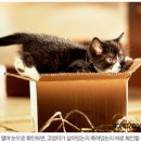 슈뢰딩거 이미지