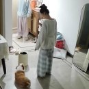 ​아빠 올 때까지만... 숨 넘어가던 웰시코기가 문소리 들리자 보인 가슴 아픈 행동 이미지