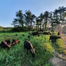 완도약산흑염소 이미지