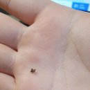 [혐주의] 여름~가을에 모기만큼 삶의질을 떨어트리는 벌레 이미지
