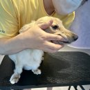 놀러왔댕 이미지