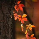 소풍가자 이미지