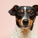 펫라이프 이미지