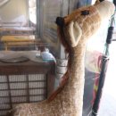 학교종이땡땡땡바지락손칼국수 | 삽교천조개구이 낭만조개구이 무한리필로 드셔보세요