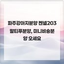켄넬203 말티푸분양, 미니비숑분양 | 파주강아지분양 켄넬203 말티푸분양, 미니비숑분양 오세요