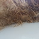 통영반려견 셀프목욕탕 이미지