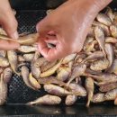 6월3일.활민어,병어,덕자회,황석어,大통치민어,서대,갯장어,우럭,잡어,활황가오리,건조암치간제미,대청도암치홍어 이미지