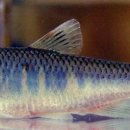 피라미다 이미지