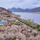 원동초등학교이천분교 | 양산 원동 매화축제 기본 정보 및 원동미나리캠프 후기