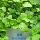 페퍼민트 이미지