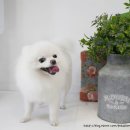 라미펫살롱 이미지